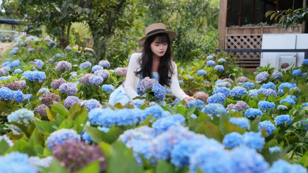 听风、赏花、捡板栗，来这里开启“反向旅游”