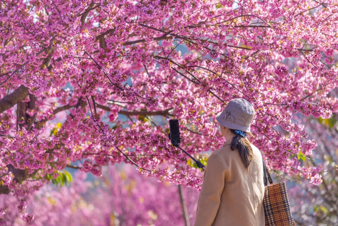 冬日限定浪漫！坐专线直达迤沙拉，邂逅最美冬樱花海