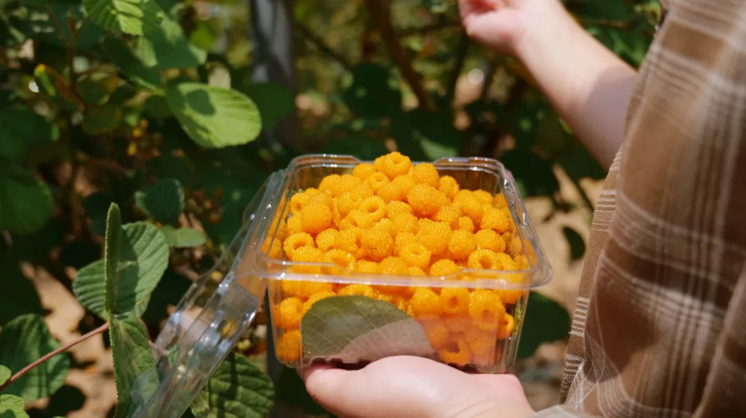 无刺黄泡儿你吃过吗？速来仁和开启“野果自由”