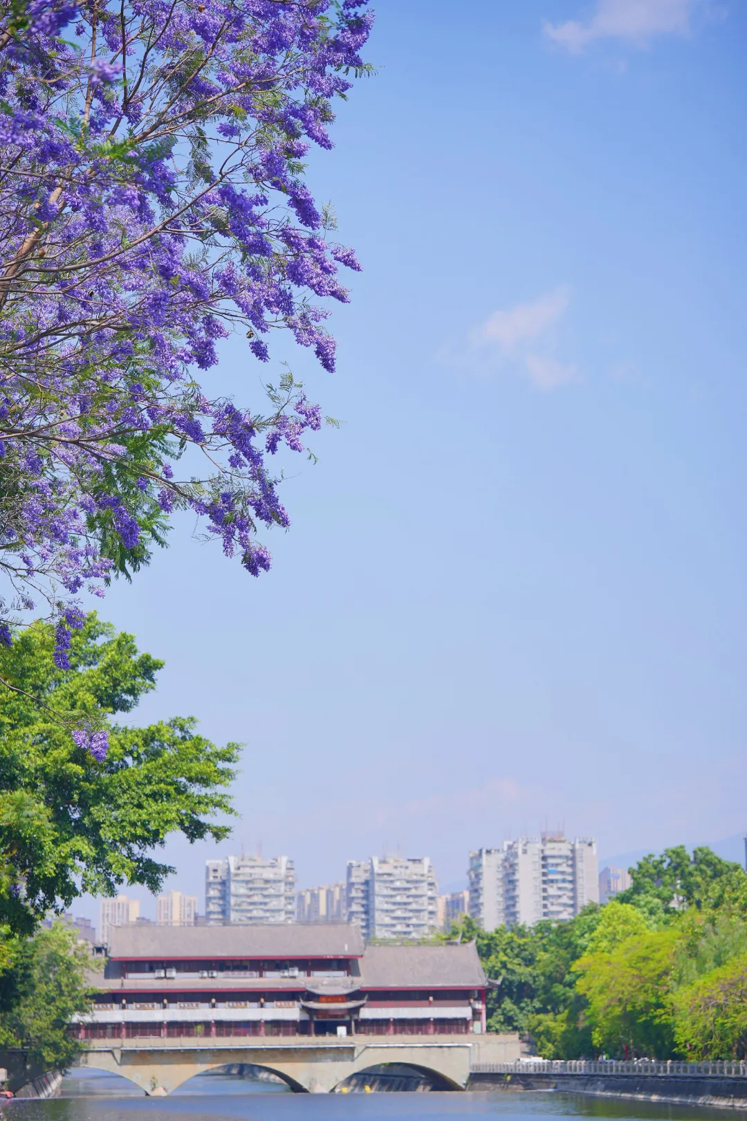 藏不住了！蓝花楹开满仁和，一半花海一半烟火