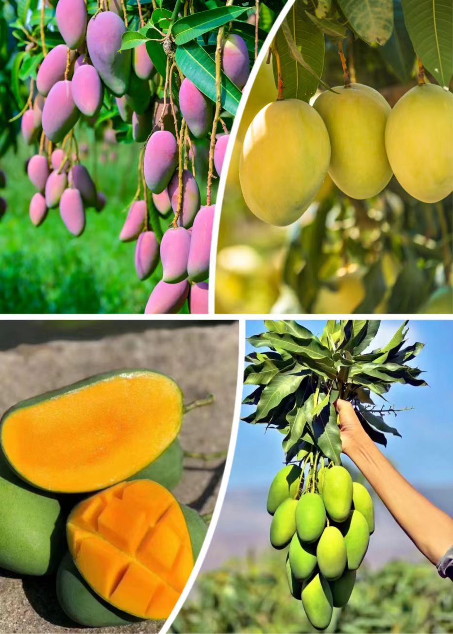 被阳光“硬控”的仁和芒果，到底有多绝？